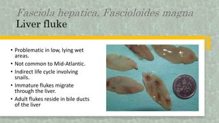 Fasciola hepatica, Fascioloides magna
Liver fluke
• Problematic in low, lying wet
areas.
• Not common to Mid-Atlantic.
• Indirect life cycle involving
snails.
• Immature flukes migrate
through the liver.
• Adult flukes reside in bile ducts
of the liver
 