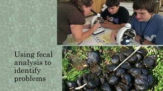 Using fecal
analysis to
identify
problems
 