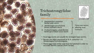 Trichostrongylidae
family
1. Haemonchus contortus
Barber pole worm
2. Teladorsagia circumcincta
Brown stomach worm
3. Trichostrongylus colubriformis
Bankrupt or black scour worm
• Fecal egg counts are usually for strongyle-type worms.
• Results are often expressed as % H. contortus + %
Teladorsagia/Trichostrongylus.
• These eggs look similar and must be hatched in order to
accurate identify species (from larvae).
Three main worms
affecting small
ruminants.
 