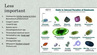 Less
important
1. Hookworms (similar-looing to trichs)
Bunostonum phlebotomum
2. Cooper’s worm
Cooperia spp.
3. Nodule worm
Oesophagostumum spp.
4. Thicknecked intestinal worm
Nematodirus spp. (large egg)
5. Threadworm
Strongyloides spp.
6. Whipworm (football shaped)
Trichuris ovis
1
3
2
4
5
6
 