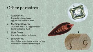 Other parasites
1. Tapeworms
Triangular-shaped eggs
Egg packets visible in feces
2. Meningeal worm
Dead end host – NO eggs in feces
Could test spinal fluid
3. Liver flukes
Use sedimentation technique
4. Lungworms
Identify first stage larvae instead of egg
Need to use Baermann technique
1
3
4
 