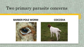 Two primary parasite concerns
BARBER POLE WORM COCCIDIA
 