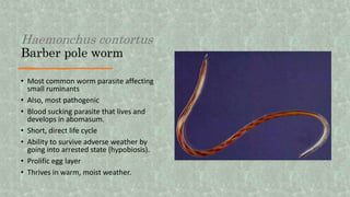 Haemonchus contortus
Barber pole worm
• Most common worm parasite affecting
small ruminants
• Also, most pathogenic
• Blood sucking parasite that lives and
develops in abomasum.
• Short, direct life cycle
• Ability to survive adverse weather by
going into arrested state (hypobiosis).
• Prolific egg layer
• Thrives in warm, moist weather.
 