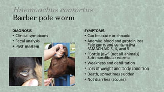 Haemonchus contortus
Barber pole worm
DIAGNOSIS
• Clinical symptoms
• Fecal analysis
• Post-mortem
SYMPTOMS
• Can be acute or chronic
• Anemia: blood and protein loss
Pale gums and conjunctiva
FAMACHA© 3, 4, and 5
• “Bottle jaw” (not all animals)
Sub-mandibular edema
• Weakness and debilitation
• Loss of weight and body condition
• Death, sometimes sudden
• Not diarrhea (scours)
 