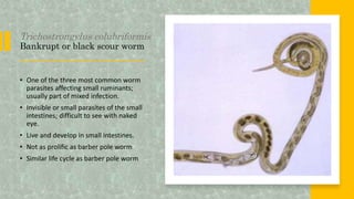 Trichostrongylus colubriformis
Bankrupt or black scour worm
• One of the three most common worm
parasites affecting small ruminants;
usually part of mixed infection.
• Invisible or small parasites of the small
intestines; difficult to see with naked
eye.
• Live and develop in small intestines.
• Not as prolific as barber pole worm
• Similar life cycle as barber pole worm
 