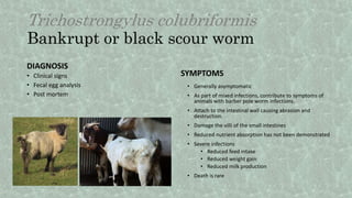 Trichostrongylus colubriformis
Bankrupt or black scour worm
DIAGNOSIS
• Clinical signs
• Fecal egg analysis
• Post mortem
SYMPTOMS
• Generally asymptomatic
• As part of mixed infections, contribute to symptoms of
animals with barber pole worm infections.
• Attach to the intestinal wall causing abrasion and
destruction.
• Damage the villi of the small intestines
• Reduced nutrient absorption has not been demonstrated
• Severe infections
• Reduced feed intake
• Reduced weight gain
• Reduced milk production
• Death is rare
 