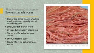 Teladorsagia circumcincta
Brown stomach worm
• One of top-three worms affecting
small ruminants; usually part of
mixed infection.
• Small, reddish-brown worm
• Lives and develops in abomasum
• Not as prolific as barber pole
worm
• Short, direct life cycle
• Similar life cycle as barber pole
worm
 