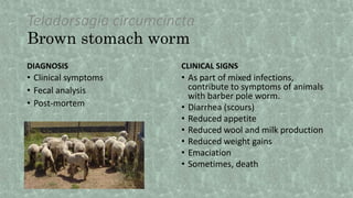 Teladorsagia circumcincta
Brown stomach worm
DIAGNOSIS CLINICAL SIGNS
• As part of mixed infections,
contribute to symptoms of animals
with barber pole worm.
• Diarrhea (scours)
• Reduced appetite
• Reduced wool and milk production
• Reduced weight gains
• Emaciation
• Sometimes, death
• Clinical symptoms
• Fecal analysis
• Post-mortem
 