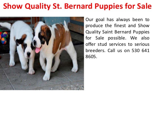 akc st bernard puppies