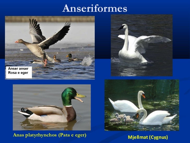 Shpendet dhe gjitaret