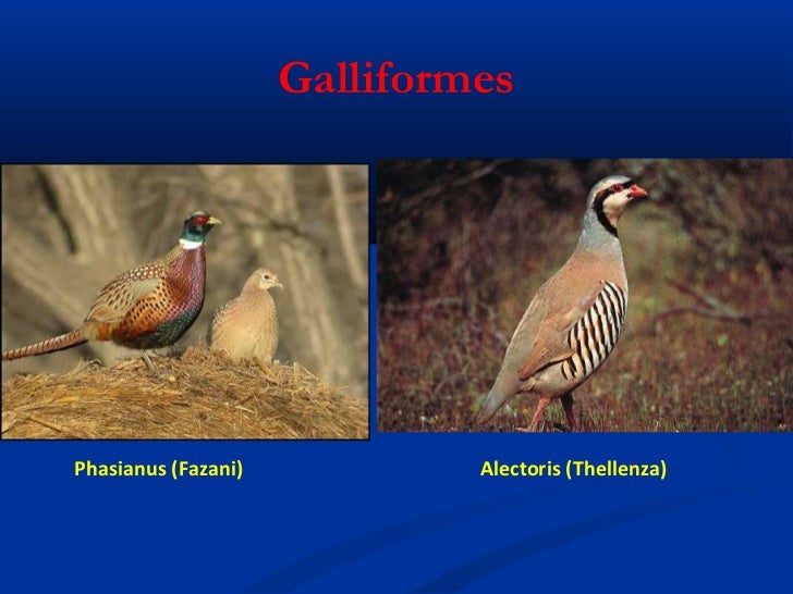 Shpendet dhe gjitaret