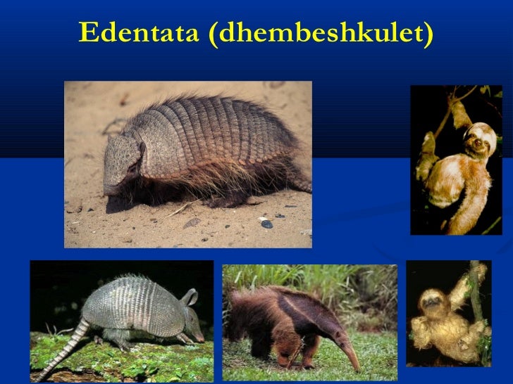 Shpendet dhe gjitaret