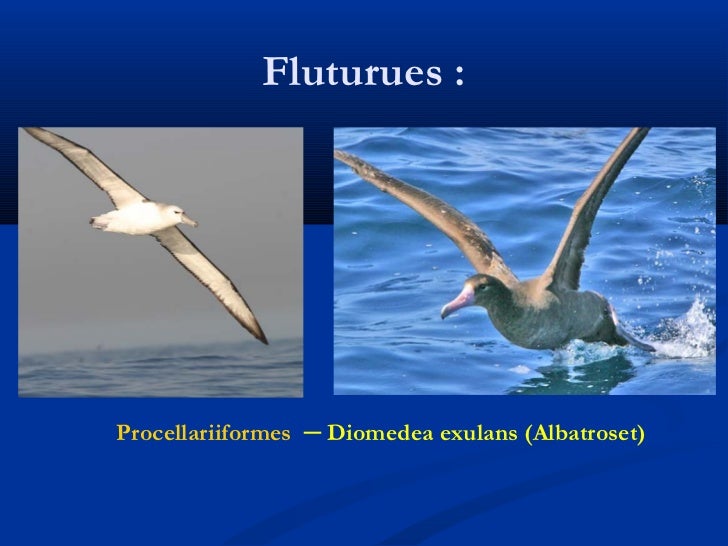 Shpendet dhe gjitaret