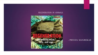 REGENERATION IN ANIMALS
- - PRIYATA MANJREKAR
 