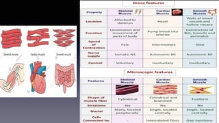 Basic tissues muscle nerves and functions | PPTX