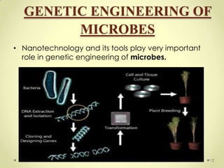 GENETIC ENGINEERING OF
        MICROBES
• Nanotechnology and its tools play very important
  role in genetic engineering of microbes.




                                                     12
 