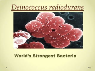 Deinococcus radiodurans




 World’s Strongest Bacteria

                              15
 