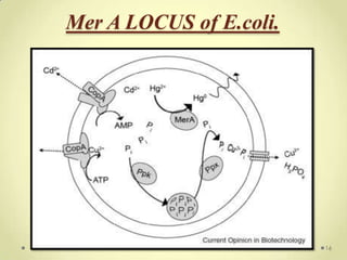Mer A LOCUS of E.coli.




                         16
 