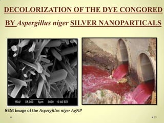 DECOLORIZATION OF THE DYE CONGORED
BY Aspergillus niger SILVER NANOPARTICALS




SEM image of the Aspergillus niger AgNP
                                          19
 