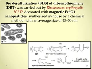 Bio desulfurization (BDS) of dibenzothiophene
(DBT) was carried out by Rhodococcus erythropolis
     IGST8 decorated with magnetic Fe3O4
nanoparticles, synthesized in-house by a chemical
   method, with an average size of 45–50 nm




                                                    29
 