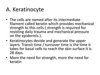 ppt skin - layers of skin in the human body | PPT