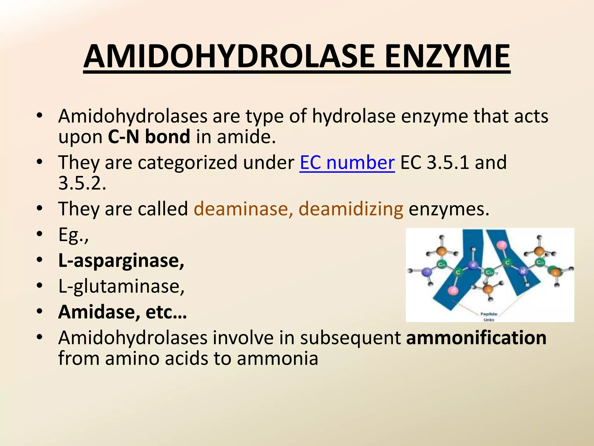AMIDOHYDROLASE ENZYME
• Amidohydrolases are type of hydrolase enzyme that acts
  upon C-N bond in amide.
• They are categorized under EC number EC 3.5.1 and
  3.5.2.
• They are called deaminase, deamidizing enzymes.
• Eg.,
• L-asparginase,
• L-glutaminase,
• Amidase, etc…
• Amidohydrolases involve in subsequent ammonification
  from amino acids to ammonia
 
