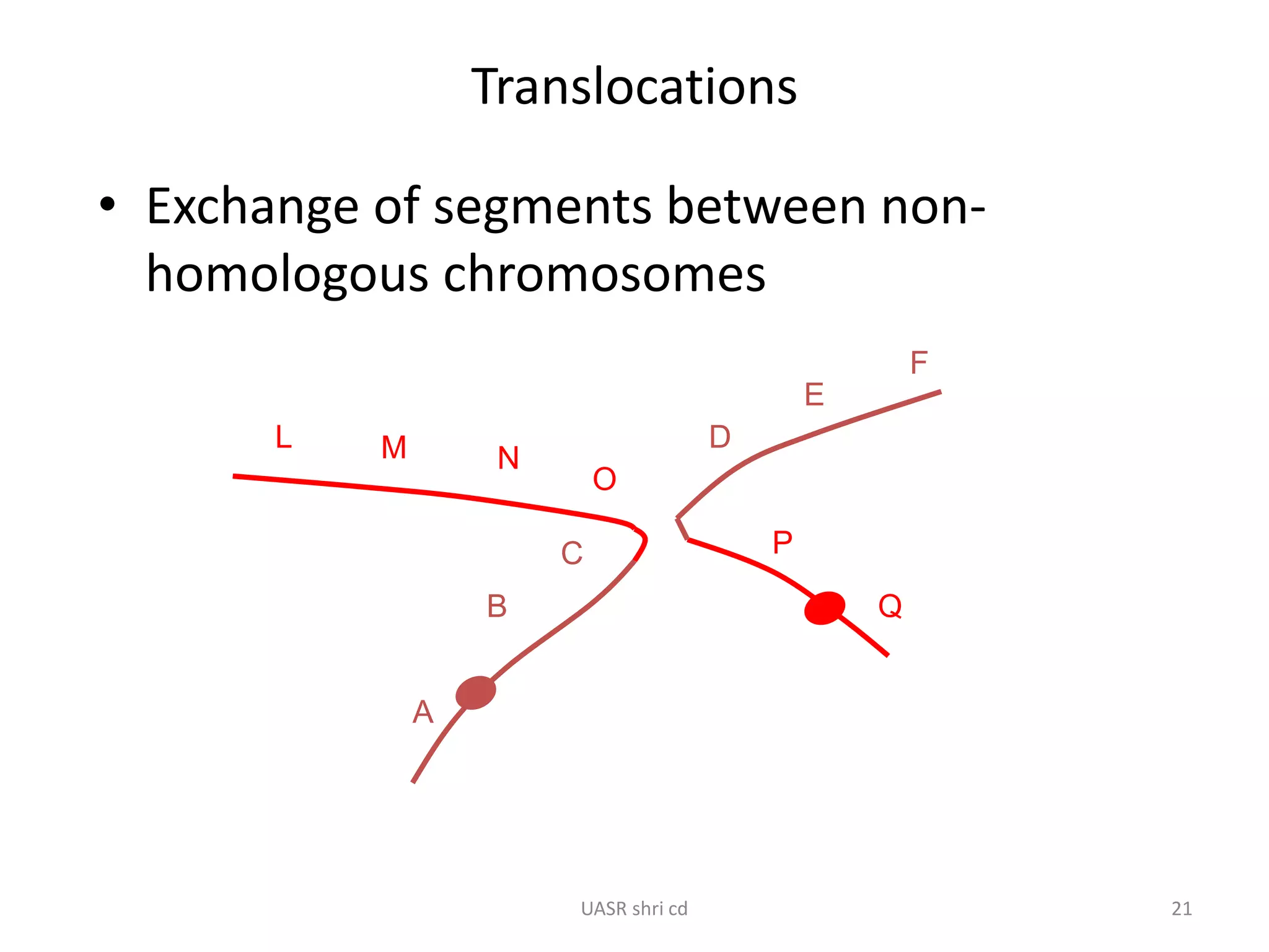 Translocations 
• Exchange of segments between non-homologous 
chromosomes 
F 
A 
B 
C 
D 
E 
L M N 
O 
P 
Q 
UASR shri cd 21 
 