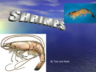SHRIMPS By Tom and Noah 