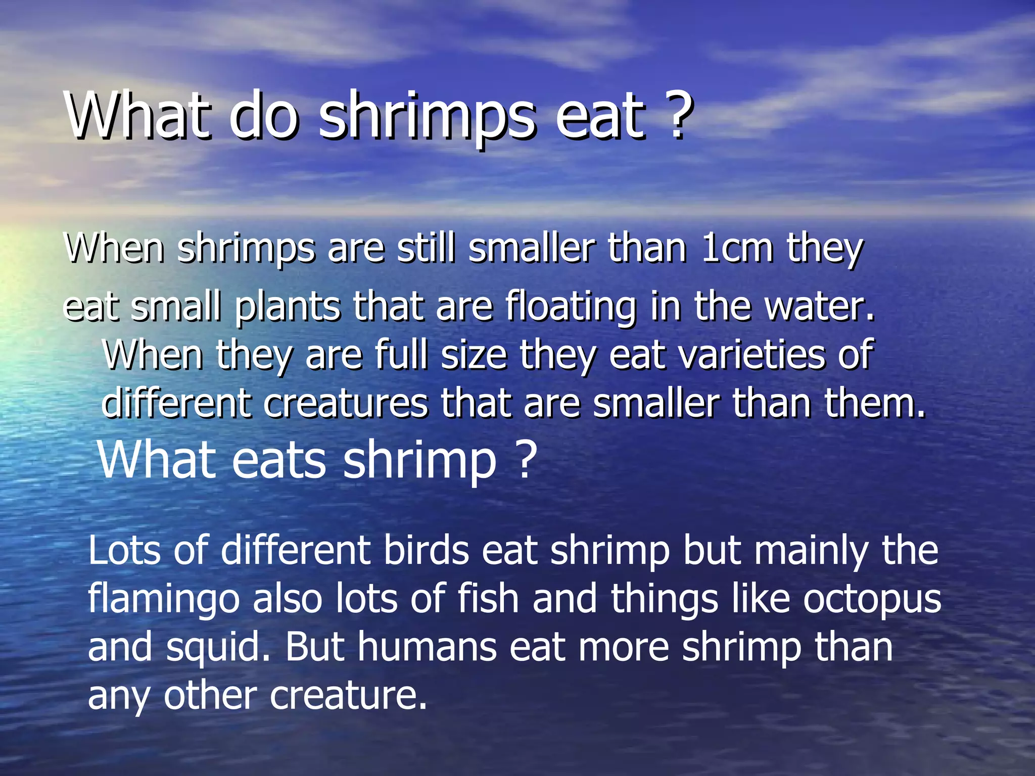 Shrimp | PPT