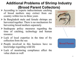 Additional Problems of Shrimp Industry
(Brood Parent Collectors)
 According to experts indiscriminate catching
of brood mothers may extinct from our
country within two to three years
 In Bangladesh male and female shrimps are
harvested together. There is no mechanism for
harvesting brood mothers separately
 Inadequate policy measures regarding the
time of catching, technology and human
resource
 Lack of local expertise in the time of fry
collection from the sea
 People involved in this business have no
knowledge regarding wild life
 Lack of monitoring compliance affect the
value chain as well
Brood Parents
18
 