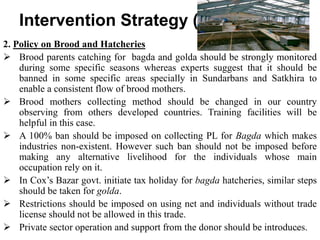 Intervention Strategy (cont…)
2. Policy on Brood and Hatcheries
 Brood parents catching for bagda and golda should be strongly monitored
during some specific seasons whereas experts suggest that it should be
banned in some specific areas specially in Sundarbans and Satkhira to
enable a consistent flow of brood mothers.
 Brood mothers collecting method should be changed in our country
observing from others developed countries. Training facilities will be
helpful in this case.
 A 100% ban should be imposed on collecting PL for Bagda which makes
industries non-existent. However such ban should not be imposed before
making any alternative livelihood for the individuals whose main
occupation rely on it.
 In Cox’s Bazar govt. initiate tax holiday for bagda hatcheries, similar steps
should be taken for golda.
 Restrictions should be imposed on using net and individuals without trade
license should not be allowed in this trade.
 Private sector operation and support from the donor should be introduces.30
 