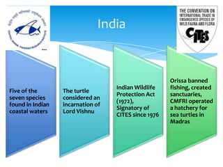 India



                                                      Orissa banned
                                   Indian Wildlife    fishing, created
Five of the       The turtle
                                   Protection Act     sanctuaries,
seven species     considered an
                                   (1972),            CMFRI operated
found in Indian   incarnation of
                                   Signatory of       a hatchery for
coastal waters    Lord Vishnu
                                   CITES since 1976   sea turtles in
                                                      Madras
 