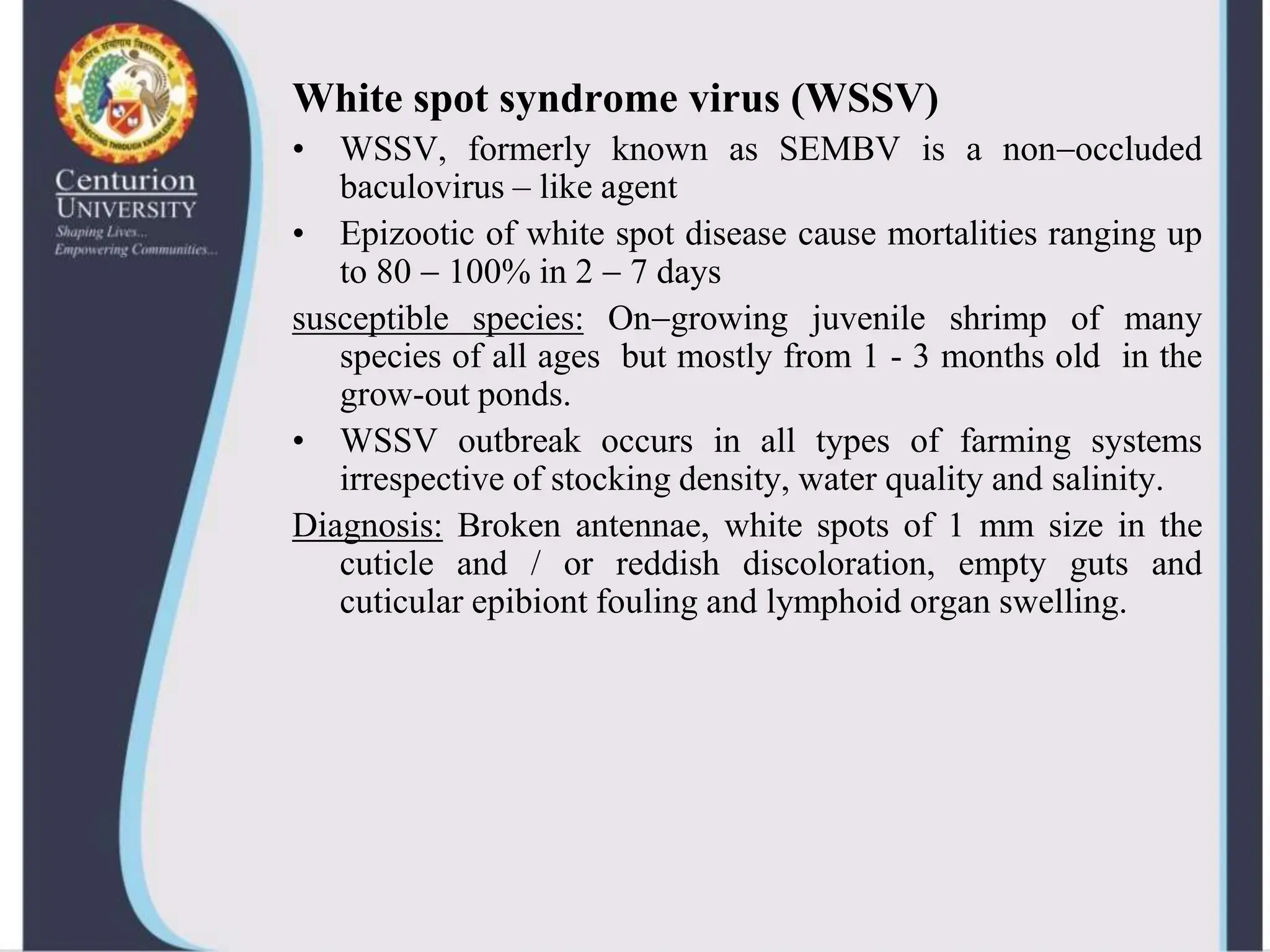 Viral diseases in shellfish--shrimp-virus | PPTX