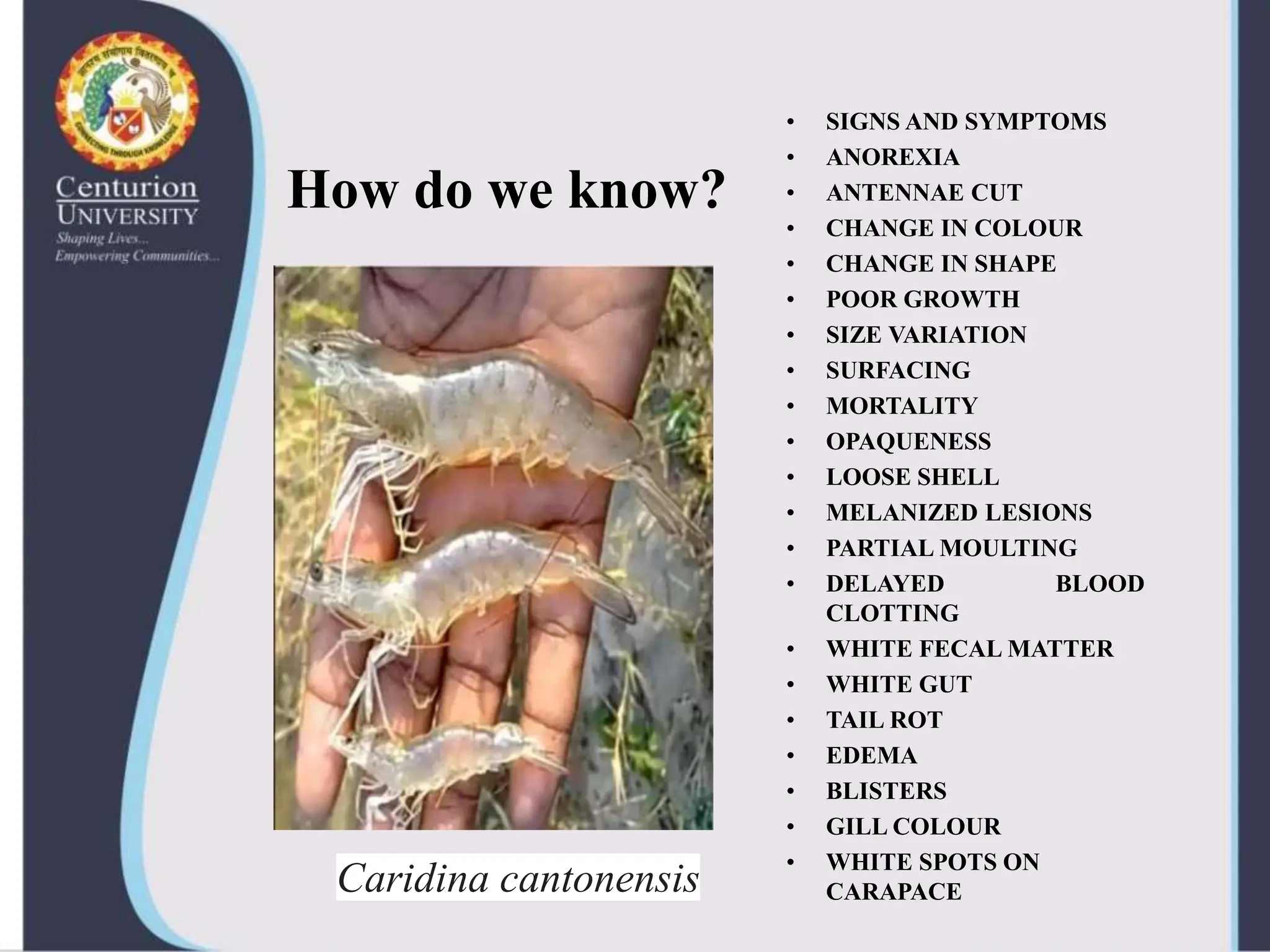 Sea Shell Infection Viral diseases in shellfish--shrimp-virus | PPTX