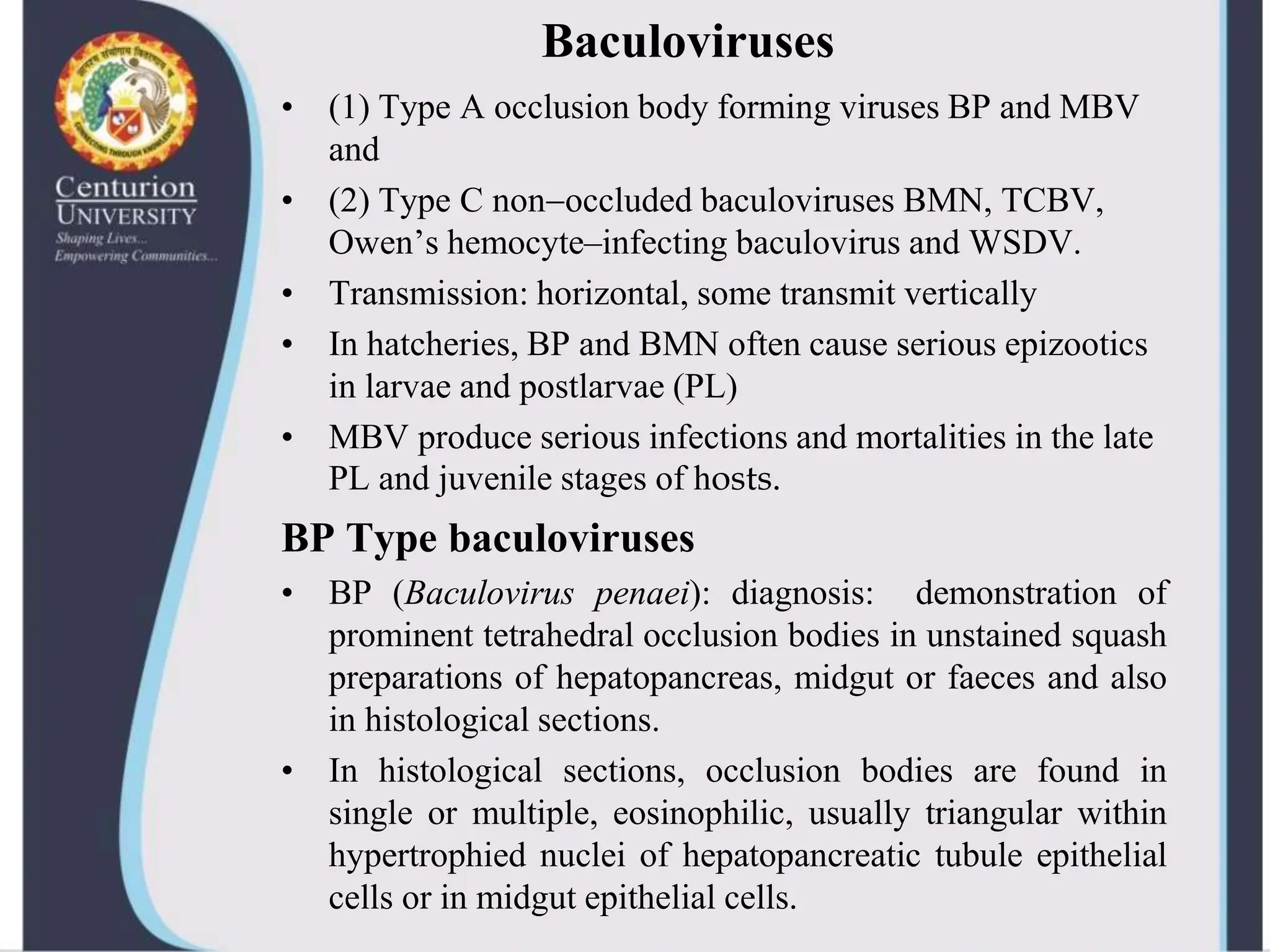Viral diseases in shellfish--shrimp-virus | PPTX