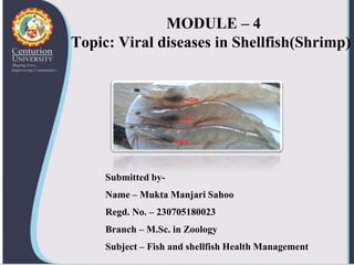 MODULE – 4
Topic: Viral diseases in Shellfish(Shrimp)
Submitted by-
Name – Mukta Manjari Sahoo
Regd. No. – 230705180023
Branch – M.Sc. in Zoology
Subject – Fish and shellfish Health Management
 