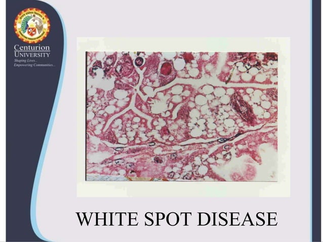 Viral diseases in shellfish--shrimp-virus | PPTX