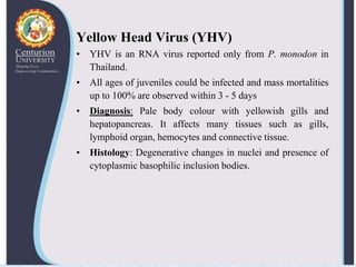 Viral diseases in shellfish--shrimp-virus | PPTX