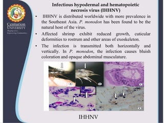 Viral diseases in shellfish--shrimp-virus | PPTX