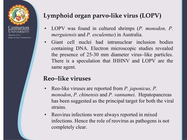 Viral diseases in shellfish--shrimp-virus | PPTX