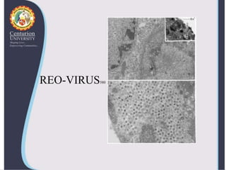 Viral diseases in shellfish--shrimp-virus | PPTX