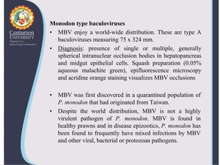 Viral diseases in shellfish--shrimp-virus | PPTX