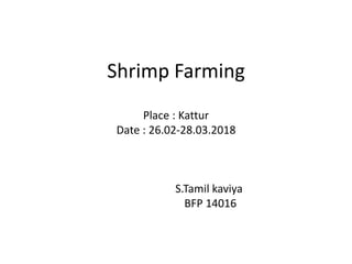 Shrimp Farming
Place : Kattur
Date : 26.02-28.03.2018
S.Tamil kaviya
BFP 14016
 