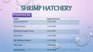 SHRIMP HATCHERY
Name Registration No.
Nazmul Ahmed Oli 12-05-2835
Nusrat Nomary 12-05-2836
Bishwajit Karmakar Sunny 12-05-2837
Rupa Shaha 12-05-2838
Md. Mahfuzur Rahman 12-05-2839
Bilkis Jahan 12-05-2846
Imran Hossain 12-05-2864
Presented By
 