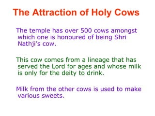 The Attraction of Holy Cows The temple has over 500 cows amongst which one is honoured of being Shri Nathji’s cow.  This cow comes from a lineage that has served the Lord for ages and whose milk is only for the deity to drink.  Milk from the other cows is used to make various sweets.  
