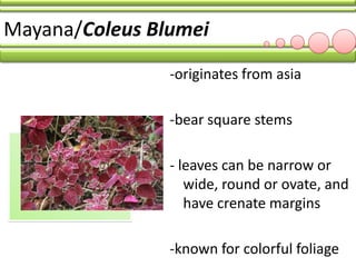 LBYHUMA SHRUBS