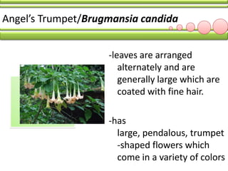 LBYHUMA SHRUBS