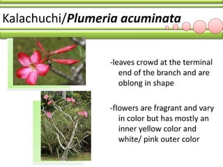 LBYHUMA SHRUBS