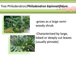LBYHUMA SHRUBS