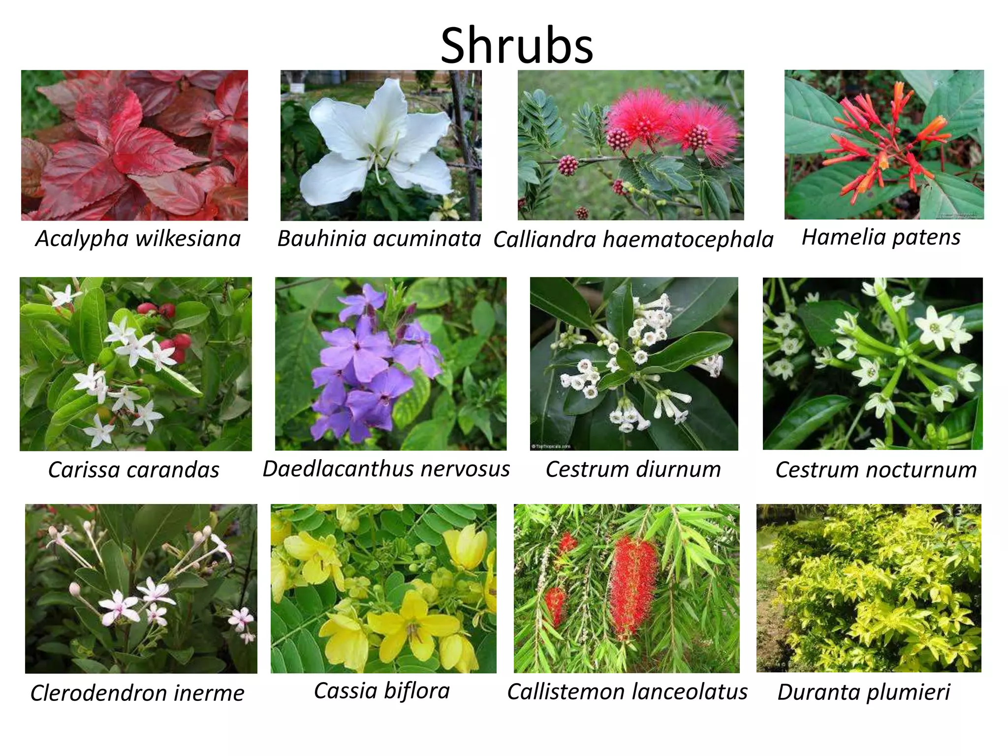Shrubs
Acalypha wilkesiana Bauhinia acuminata Calliandra haematocephala
Callistemon lanceolatus
Carissa carandas
Cassia biflora
Cestrum diurnum Cestrum nocturnum
Clerodendron inerme
Daedlacanthus nervosus
Duranta plumieri
Hamelia patens
 